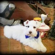 White fluffy dog wearing a blue bow tie lying on a wooden floor beside holiday decorations