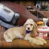 Cream-colored dog lying on wooden floor beside a vintage toy truck and a red-and-white barrel prop