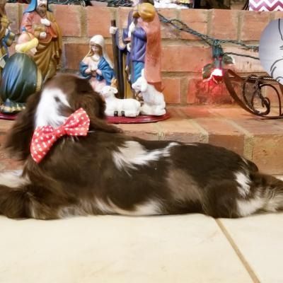 Brown and white dog with red polka-dot bow lying before a nativity scene and brick fireplace
