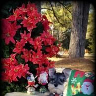 Small dog beside red flowers and Christmas decorations outdoors