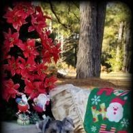 Holiday yard display with red poinsettias, a Santa blanket, and a tree in the background