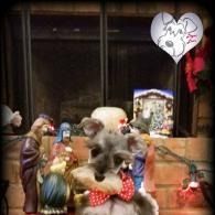 Small plush dog with red polka-dot bow tie in front of a window display with heart decoration and figurines