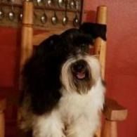 Black, white, and brown dog sitting on a wooden chair with mouth open indoors