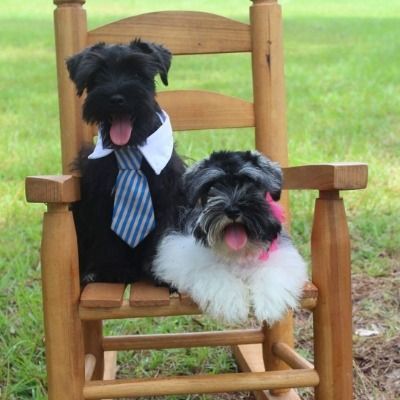 Two small dogs in a wooden chair, one wearing a blue tie, in a grassy yard