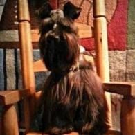 Small black dog with a brown chest sitting on a wooden chair against a patchwork quilt background
