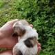 Brown-and-white puppy held in hands with a grassy field background