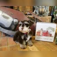 Small black-and-white puppy sitting beside a farm-themed sign in a rustic indoor setting.