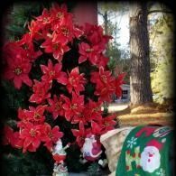 Red poinsettia plant beside a Christmas-themed pillow outdoors under trees