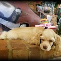 Light-colored dog lying on a brick ledge beside a painted mural and a small shop display