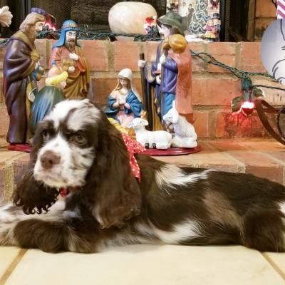 Brown-and-white dog lying on tile floor in front of a Nativity scene and brick fireplace