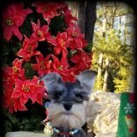 Small gray dog in front of bright red flowers outdoors