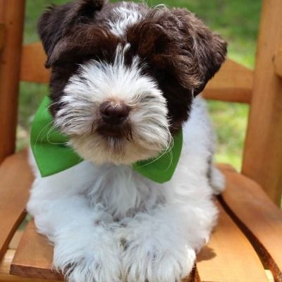 Small brown-and-white puppy wearing a green bow tie, sitting on a wooden chair outdoors