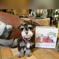 Small black-and-white dog in a pink collar sitting beside a country decor sign and pumpkin display