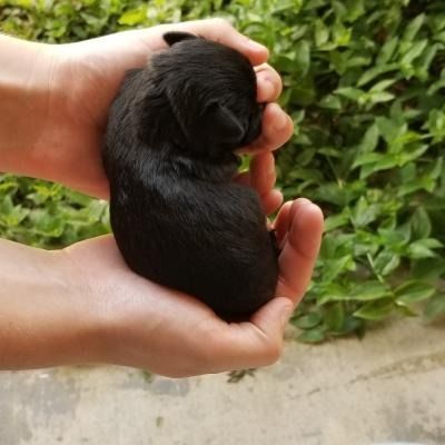 Tiny black puppy curled in two hands outdoors against a green hedge