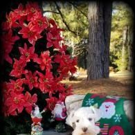 White dog resting beside red flowers and a festive green quilt in a park setting