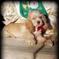 Small dog with a red bow lying on a couch under a green holiday hat and blanket.