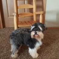 Small black, white, and tan dog standing on carpet in front of a wooden chair.