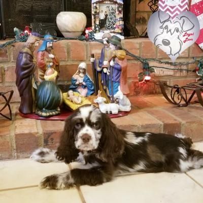 Brown-and-white dog lying in front of a nativity scene on brick steps with holiday decorations