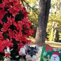 Small dog beside red flowers and a Christmas cushion in a sunny outdoor yard
