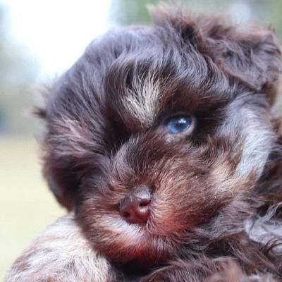 Close-up of a fluffy brown puppy with a blue eye, resting against a soft background