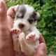 Tiny puppy, brown and white, being held in cupped hands.