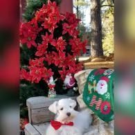Small white dog with red bow in front of a red poinsettia display and festive holiday cushion outdoors
