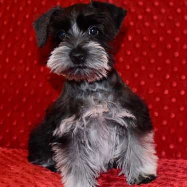 Small black-and-gray puppy sitting on a red textured blanket, facing forward.