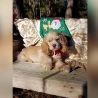 Tan dog lounging on a couch, wearing a red bow against festive Christmas decor.