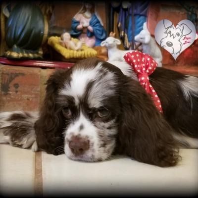 Brown-and-white puppy with red polka-dot bow lying down in front of a nativity scene