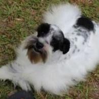 Fluffy black-and-white dog sitting on grass, looking up at the camera.