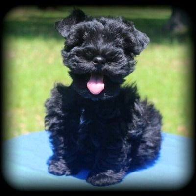 Small black fluffy puppy sitting on a blue surface with tongue out against a blurred green background