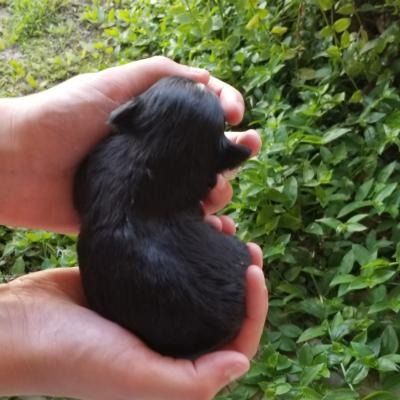 Small black puppy being held in two hands outdoors against green foliage.