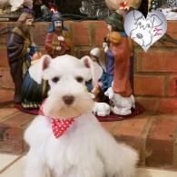 White fluffy dog wearing a red polka-dot bandana, sitting in front of holiday figurines and a heart decoration.