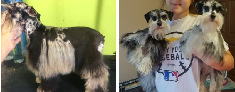 Two fluffy black-and-white dogs being held up side by side indoors
