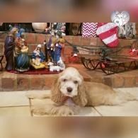Dog lying on a rug in front of a nativity display with a red-and-white flag and rustic decor
