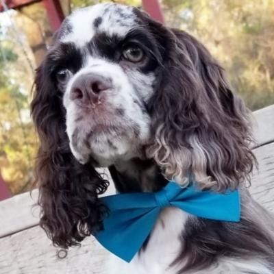 Black-and-white spaniel wearing a bright blue bow tie, looking at the camera.