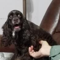 Black cocker spaniel on a chair, mouth open, with a hand petting its side