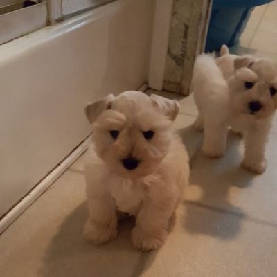 Two fluffy white puppies standing on a tiled floor by a door.
