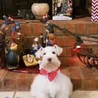 White dog with red polka-dot bandana sitting on brick steps decorated with holiday figurines and lights