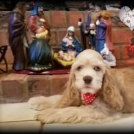 White puppy with a red polka-dot bandana lying in front of a nativity scene