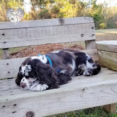 Black-and-white dog resting on a wooden bench outdoors, wearing a blue collar