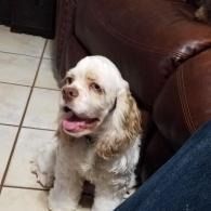 White-and-tan dog sitting on tile floor beside a brown couch, tongue out and looking up
