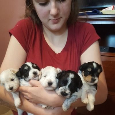Woman holding five tiny puppies in a room