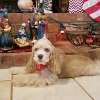 Small white-and-tan dog with red bow tie lying on a tiled floor by festive holiday decor