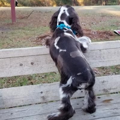 Black-and-white dog with blue collar standing on a wooden fence outdoors