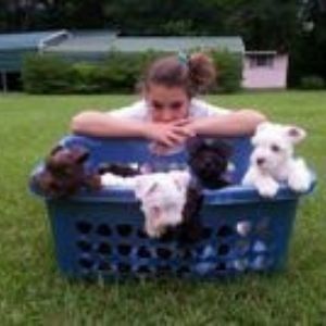 Child leaning on blue basket with four puppies on grass outdoors