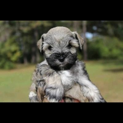 Small gray puppy with a black face held up outdoors against a blurred green background