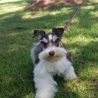 Black-and-white dog on a leash lying on grass, facing the camera