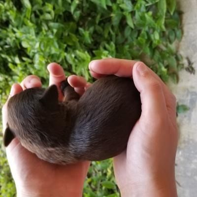 Newborn puppy curled in two hands, dark brown with a white patch, against a green leafy background