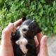 Small black-and-white puppy being held in two hands outdoors against green foliage.